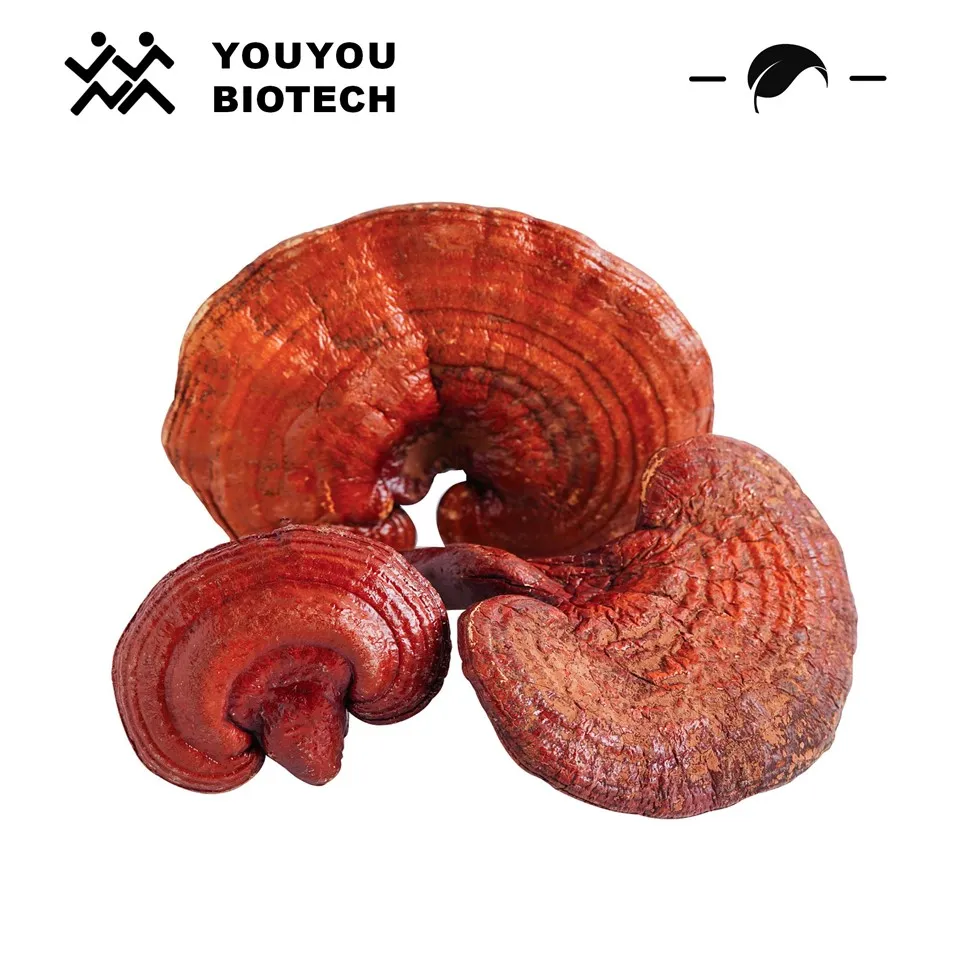 Ekstrakt Reishi / Ganoderma ekstrakt